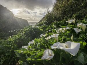 Adobe Photoshop Lightroom CC2